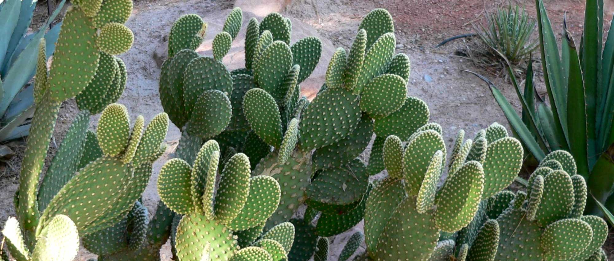 Opuntia, Cactus raqueta: Plantación, cultivo y mantenimiento