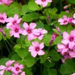 Oxalis: plantar, cultivar y cuidar