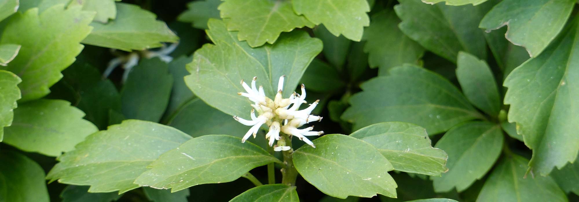 Pachysandra terminalis: Plantación, cultivo y mantenimiento
