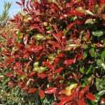 ¿Qué arbustos para qué tipos de setos?