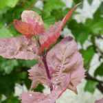 Bledo: siembra, cultivo, cosecha