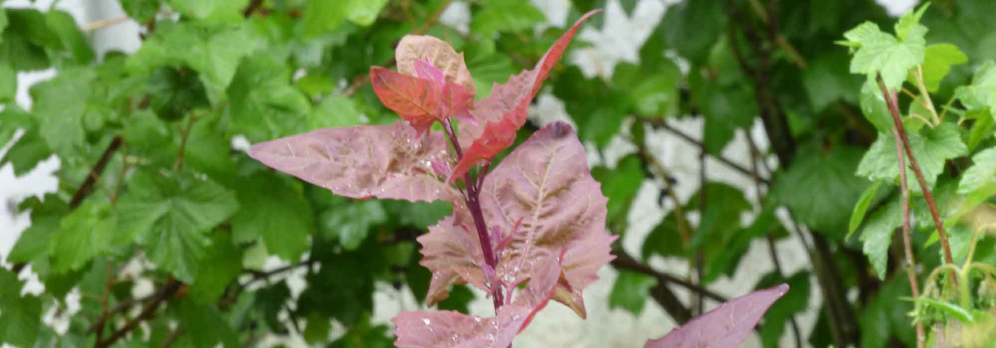 Bledo: siembra, cultivo, cosecha