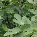 ¿Cómo hacer un esqueje de higuera y lograr que tenga éxito?