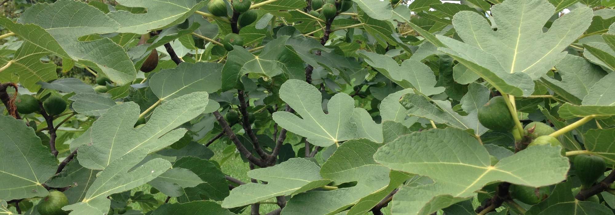 ¿Cómo hacer un esqueje de higuera y lograr que tenga éxito?