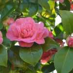 7 camelias imprescindibles