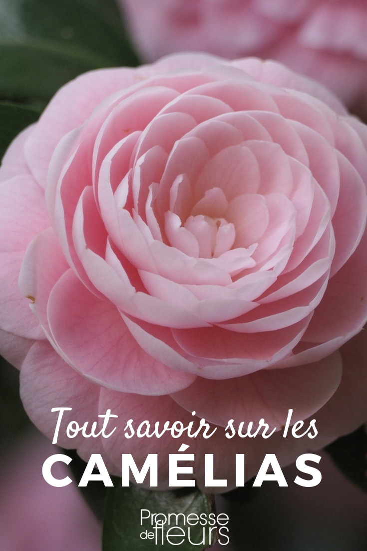 camelia: consejos de cultivo