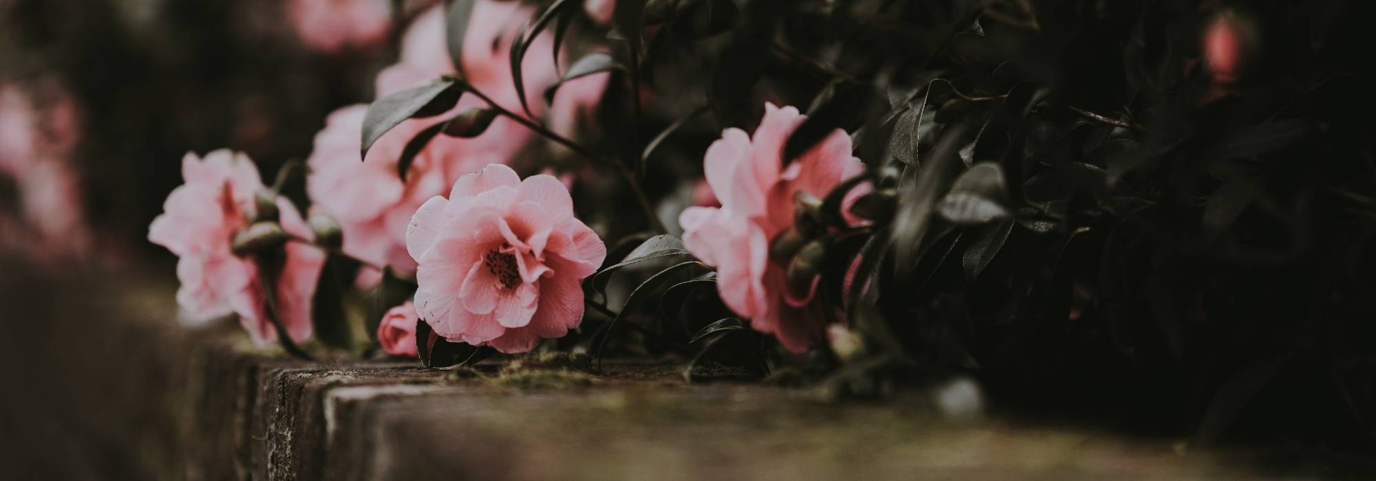 Camelia en macetas: elegir, plantar y cultivar