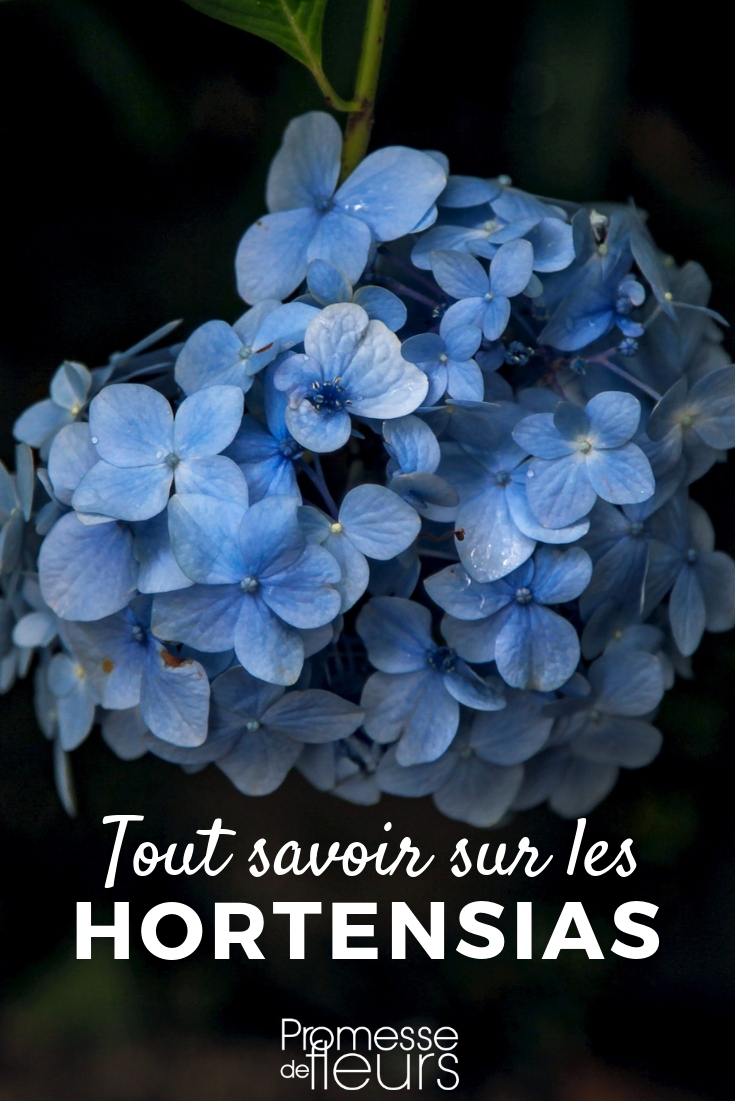 Hortensia, hydrangea: plantar, podar, cuidar