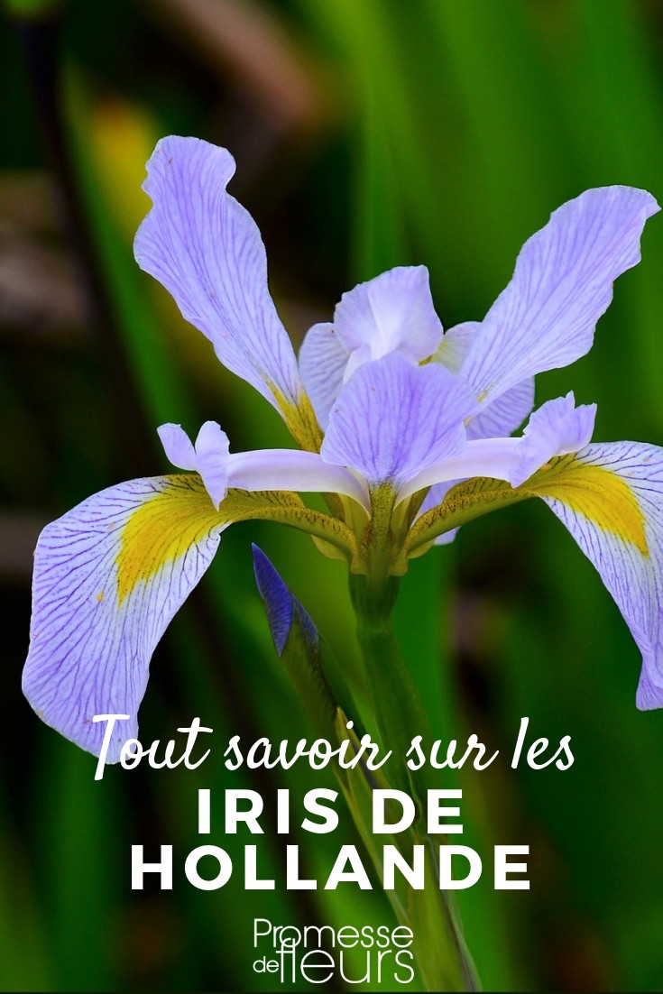 **Iris hollandica: Todo lo que necesitas saber**

Los **Iris hollandica**, también conocidos como iris holandeses, son plantas bulbosas muy apreciadas por sus flores elegantes y coloridas. Perfectos para añadir un toque de sofisticación a tu jardín, estos iris son fáciles de cultivar y ofrecen una amplia gama de colores vibrantes. A continuación, te contamos todo lo que necesitas saber sobre estas maravillosas plantas.

### Características principales
- **Altura**: Alcanzan entre 50 y 70 cm de altura.
- **Floración**: Florecen en primavera, generalmente entre mayo y junio.
- **Colores**: Disponibles en una amplia gama de tonos, como azul, morado, amarillo, blanco y bicolor.
- **Follaje**: Hojas estrechas y alargadas de color verde intenso.

### Cultivo y cuidados
1. **Plantación**:
   - **Época**: Planta los bulbos en otoño, entre septiembre y noviembre.
   - **Suelo**: Prefieren suelos bien drenados y ricos en materia orgánica.
   - **Exposición**: Necesitan pleno sol para florecer abundantemente.

2. **Riego**:
   - Mantén el suelo ligeramente húmedo durante el crecimiento y la floración.
   - Reduce el riego después de la floración para evitar que los bulbos se pudran.

3. **Abono**:
   - Aplica un fertilizante equilibrado al inicio de la primavera para estimular el crecimiento y la floración.

4. **Mantenimiento**:
   - Retira las flores marchitas para favorecer la aparición de nuevas.
   - Después de la floración, deja que las hojas se sequen naturalmente antes de cortarlas.

### Usos en el jardín
- **Bordes y macizos**: Ideales para crear bordes coloridos o combinarlos con otras plantas de floración primaveral.
- **Macetas**: También pueden cultivarse en macetas para decorar terrazas y balcones.
- **Flores cortadas**: Sus flores son perfectas para arreglos florales, ya que duran varios días en un jarrón.

### Consejos adicionales
- **Multiplicación**: Los bulbos pueden dividirse cada 3-4 años para rejuvenecer las plantas y obtener nuevos ejemplares.
- **Resistencia**: Son resistentes a las heladas, pero es recomendable protegerlos en inviernos muy fríos con una capa de mantillo.

Con estos consejos, podrás disfrutar de la belleza de los **Iris hollandica** en tu jardín. ¡Anímate a cultivarlos y déjate sorprender por su elegancia y color! ????