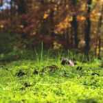 ¿Qué es el pH del suelo?