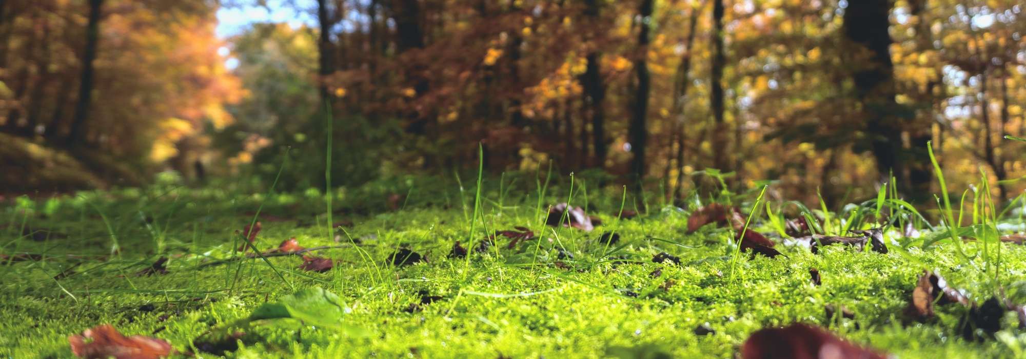 ¿Qué es el pH del suelo?