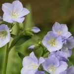 Polemonium: plantar, cultivar, cuidar