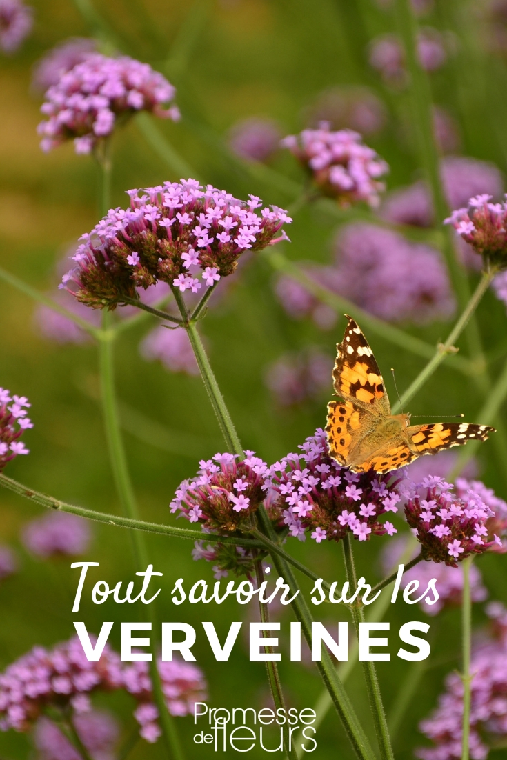 Verbena: plantación y cuidados

La verbena es una planta ornamental muy apreciada por sus flores coloridas y su fácil cultivo. Aquí te explicamos cómo plantarla y cuidarla para que luzca espléndida en tu jardín.

**Plantación de la verbena**

- **Época de plantación**: La mejor época para plantar la verbena es en primavera, cuando ya no hay riesgo de heladas.
- **Ubicación**: Elige un lugar soleado, ya que la verbena necesita al menos 6 horas de sol directo al día.
- **Suelo**: Prefiere suelos bien drenados y ligeramente ácidos. Si el suelo es muy arcilloso, añade arena o materia orgánica para mejorar el drenaje.
- **Espaciado**: Deja unos 30 cm entre cada planta para permitir un buen desarrollo.

**Cuidados de la verbena**

- **Riego**: Riega regularmente, pero evita el encharcamiento. La verbena tolera mejor la sequía que el exceso de agua.
- **Abono**: Aplica un fertilizante líquido cada 2-3 semanas durante la época de floración para estimular el crecimiento y la floración.
- **Poda**: Retira las flores marchitas para fomentar la aparición de nuevas flores. A finales de verano, puedes podar la planta para mantener su forma.
- **Plagas y enfermedades**: Vigila la presencia de pulgones y arañas rojas. Si aparecen, trata la planta con un insecticida específico.

Con estos sencillos cuidados, tu verbena lucirá radiante y llenará de color tu jardín durante toda la temporada. ¡Disfruta de su belleza y fragancia!