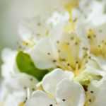 10 arbustos para seto melífero, para alimentar a las abejas