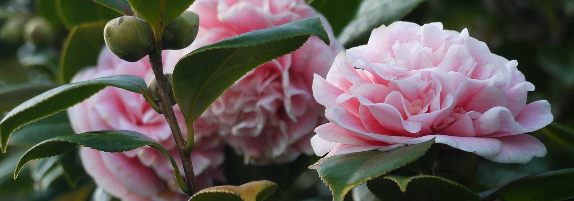4 camelias campestres para un jardín natural