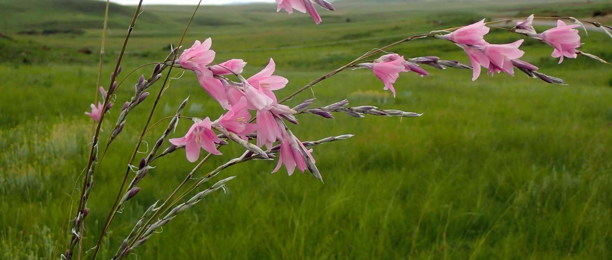 Dierama, Pluma del ángel: plantación, cultivo y mantenimiento