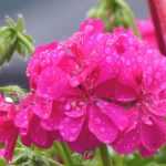 Pelargonium, geranio: plantar y cultivar