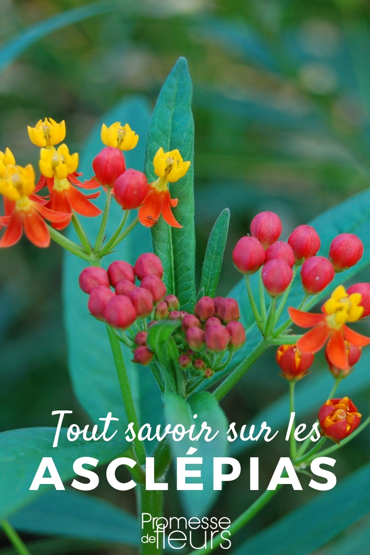 asclepias, asclepiade: consejos de cultivo