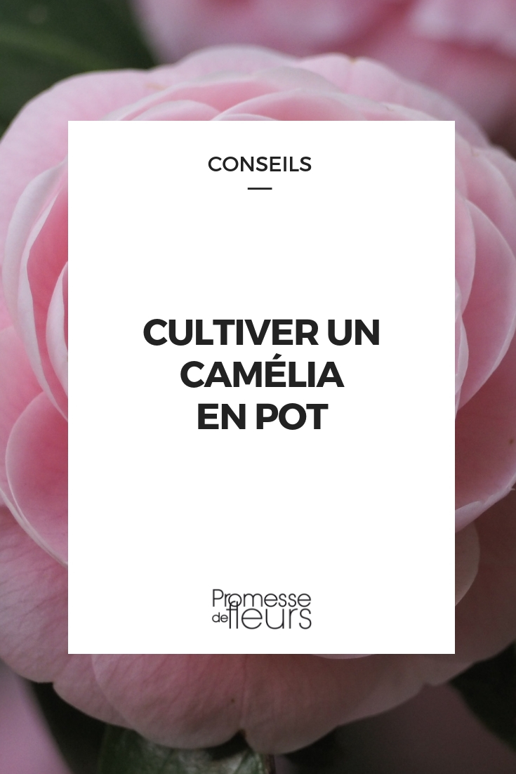camelia - cultivo en maceta, consejos