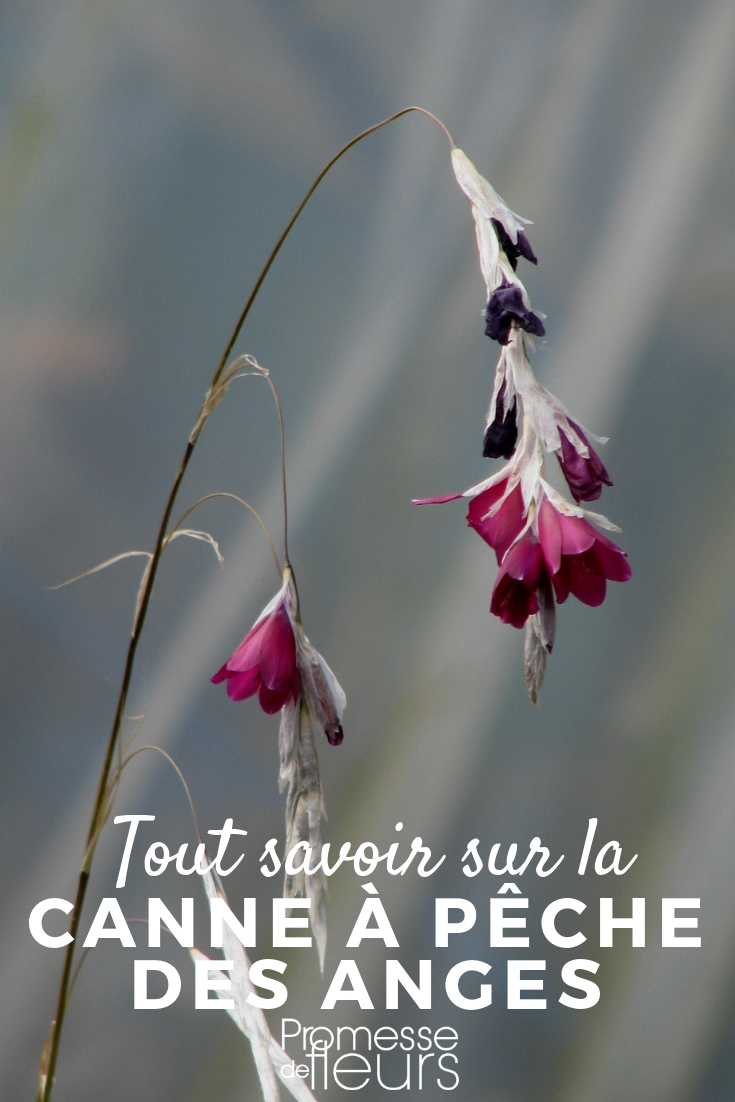 Caña de pescar de los ángeles, dierama