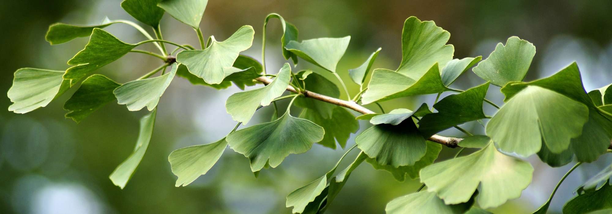 Ginkgo biloba, árbol sagrado: Plantación, mantenimiento y uso