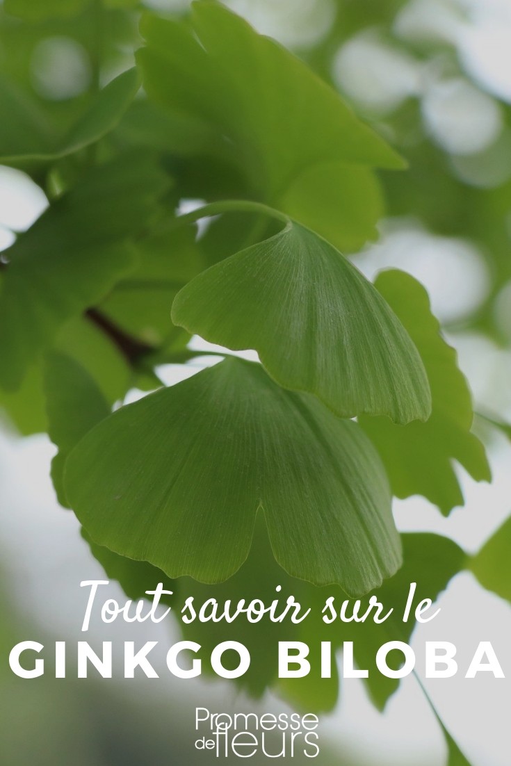 árbol de los 40 escudos, plantar y cuidar