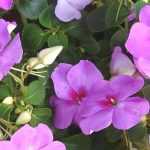 Impatiens, Sunpatiens: plantar, sembrar, cuidar