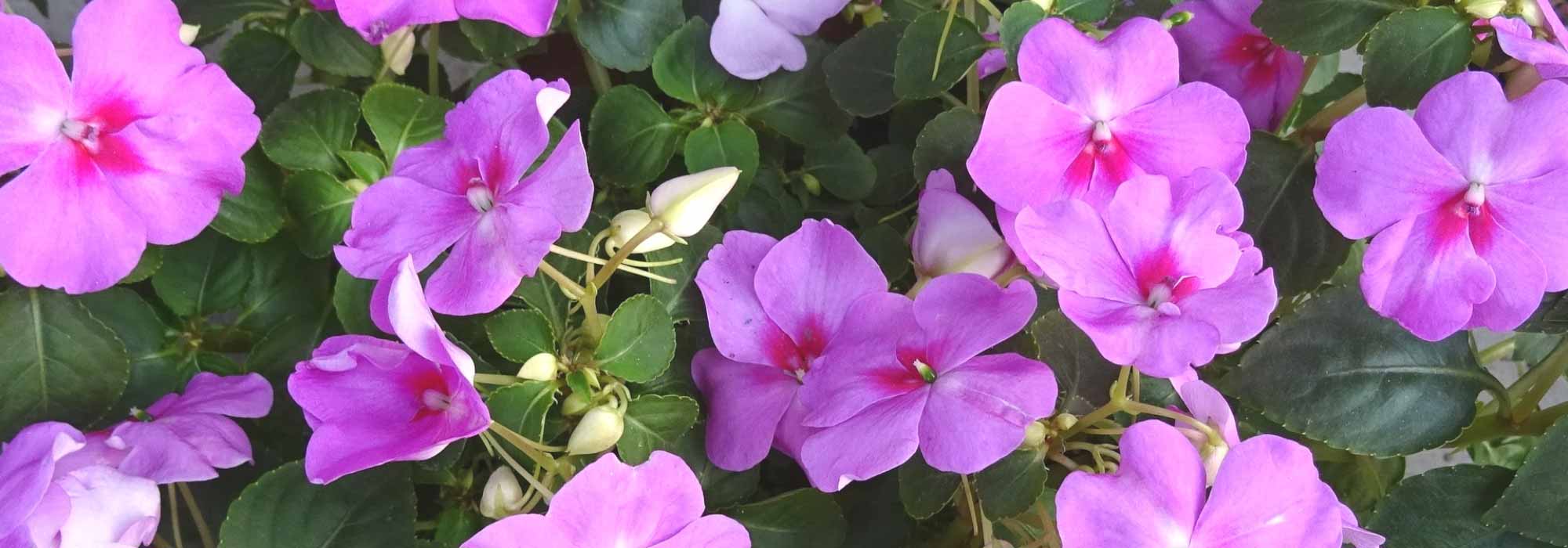 Impatiens, Sunpatiens: plantar, sembrar, cuidar