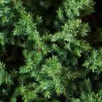 Juniperus, enebros: plantar, podar y mantener