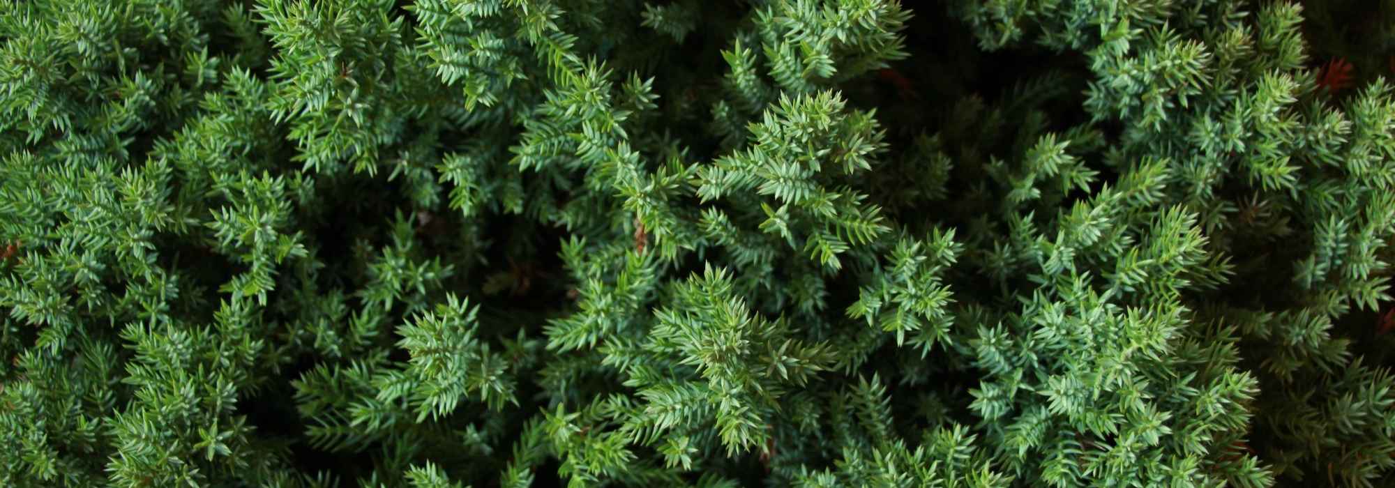 Juniperus, enebros: plantar, podar y mantener