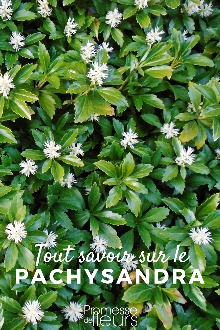 Pachysandra