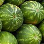 Sandía: sembrar, plantar, cultivar, cosechar