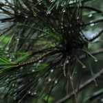 Pinos: plantar, podar y mantener