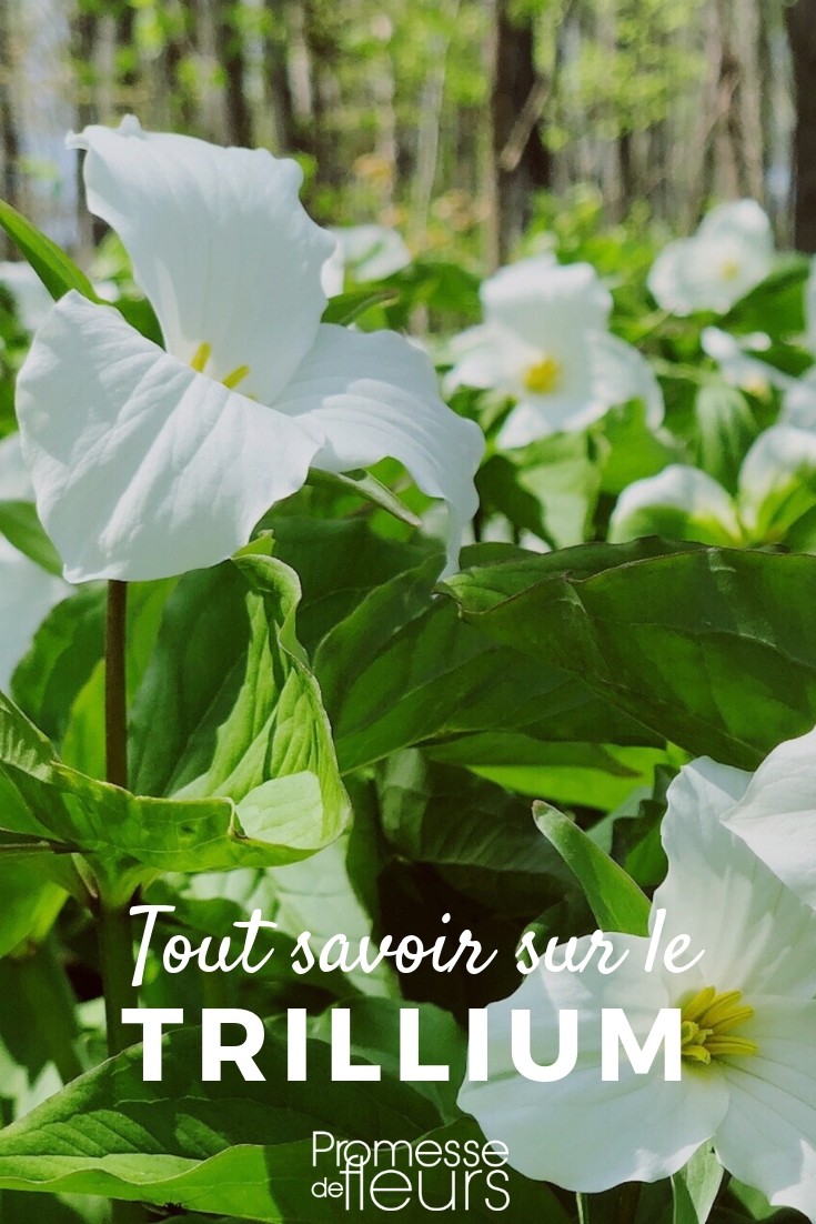 Tréboles: todo lo que necesitas saber