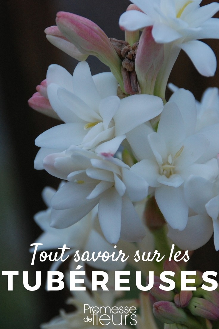 **Agave polianthes: Todo lo que necesitas saber**

El **Agave polianthes**, también conocido como **Agave attenuata**, es una planta suculenta muy apreciada por su elegancia y facilidad de cuidado. Originaria de México, esta especie se ha convertido en una favorita en jardines de todo el mundo gracias a su aspecto escultural y su resistencia. A continuación, te contamos todo lo que necesitas saber sobre esta fascinante planta.

### Características principales
- **Hojas**: El Agave polianthes tiene hojas largas, anchas y curvadas, de un color verde azulado o grisáceo. A diferencia de otras especies de agave, sus hojas no tienen espinas, lo que la hace ideal para jardines familiares.
- **Tamaño**: Puede alcanzar hasta 1,5 metros de altura y 2 metros de diámetro, formando una roseta impresionante.
- **Floración**: Produce una inflorescencia espectacular, una espiga floral que puede alcanzar hasta 3 metros de altura, con flores de color amarillo verdoso. Sin embargo, la planta muere después de florecer, aunque produce hijuelos que aseguran su continuidad.

### Cuidados básicos
- **Luz**: Prefiere lugares soleados, pero también puede tolerar la sombra parcial.
- **Suelo**: Necesita un suelo bien drenado, preferiblemente arenoso o rocoso. Evita los suelos encharcados, ya que el exceso de humedad puede pudrir sus raíces.
- **Riego**: Es una planta resistente a la sequía. Riega moderadamente en verano y reduce el riego en invierno.
- **Temperatura**: Soporta bien el calor, pero es sensible a las heladas. En climas fríos, es mejor cultivarla en macetas para protegerla durante el invierno.

### Usos en el jardín
El Agave polianthes es perfecto para:
- **Jardines xerófilos**: Ideal para jardines de bajo consumo de agua.
- **Macetas**: Su porte escultural la convierte en una excelente opción para terrazas y patios.
- **Bordes y rocallas**: Combina bien con otras suculentas y plantas de bajo mantenimiento.

### Curiosidades
- Aunque es conocida como "Agave de cuello de cisne" por la forma curvada de sus hojas, su nombre científico correcto es **Agave attenuata**.
- Es una planta de crecimiento lento, pero su longevidad y belleza valen la pena.

En resumen, el **Agave polianthes** es una planta versátil y de bajo mantenimiento que añadirá un toque exótico y elegante a tu jardín. ¡No dudes en incorporarla a tu colección de plantas! ????✨