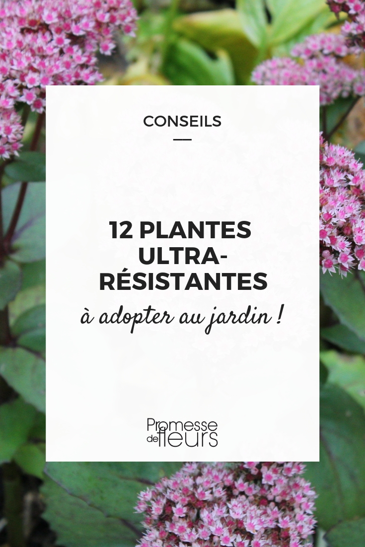 plantas indestructibles para el jardín