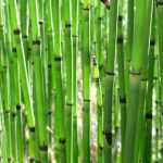 Cola de caballo, Equisetum: plantación, cultivo y cuidado
