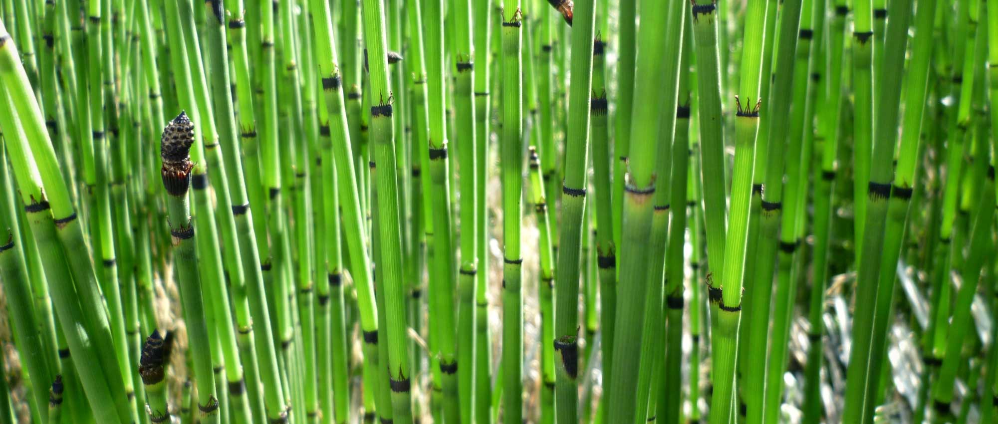 Cola de caballo, Equisetum: plantación, cultivo y cuidado
