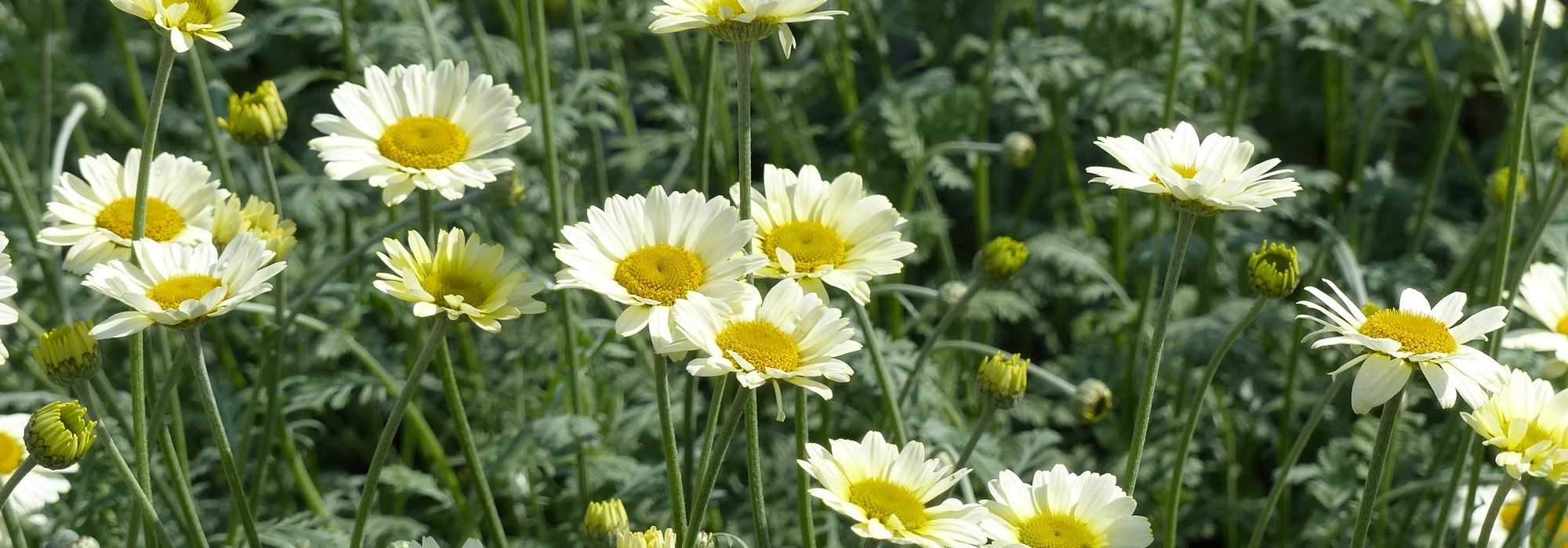 Anthemis : plantar, cuidar