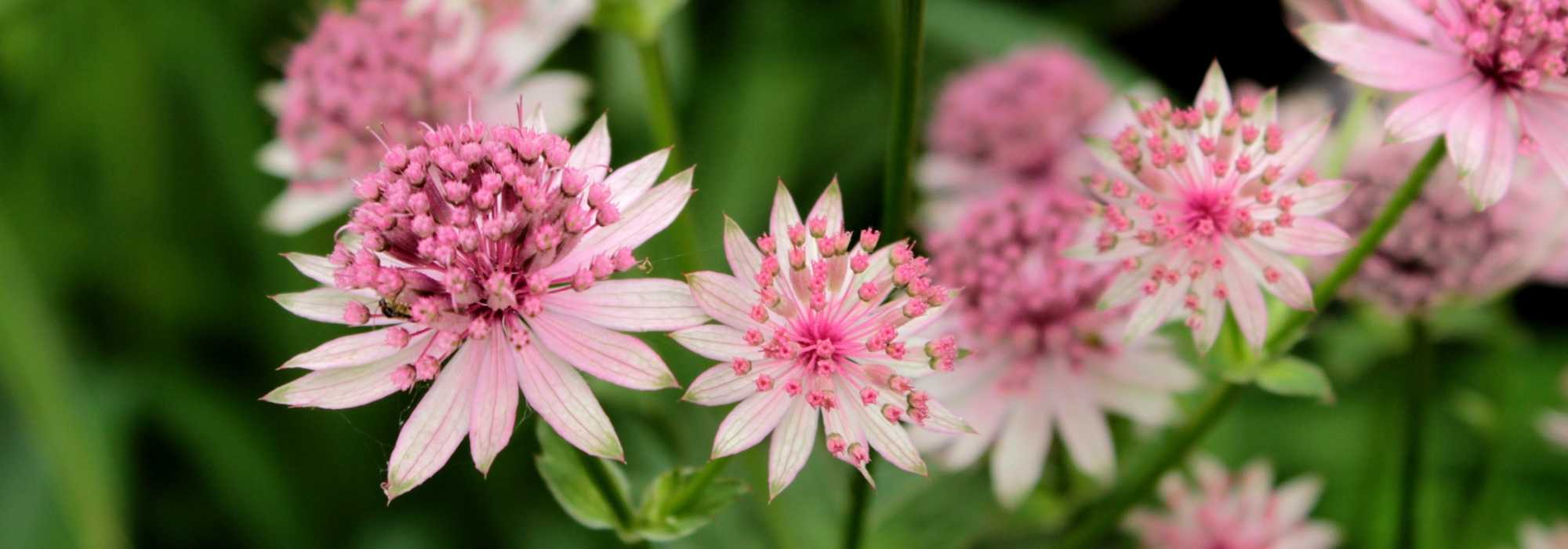 Astrantia: 8 ideas para combinarla