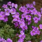 Aubriete, Aubrieta: sembrar, plantar, cultivar