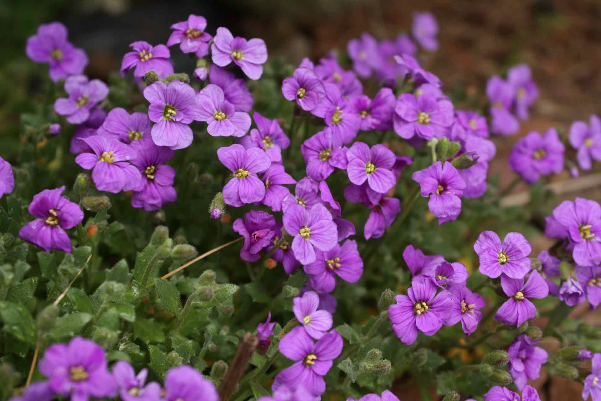 Aubriete, Aubrieta: sembrar, plantar, cultivar