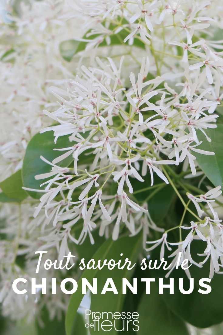 árbol de nieve: todo lo que necesitas saber