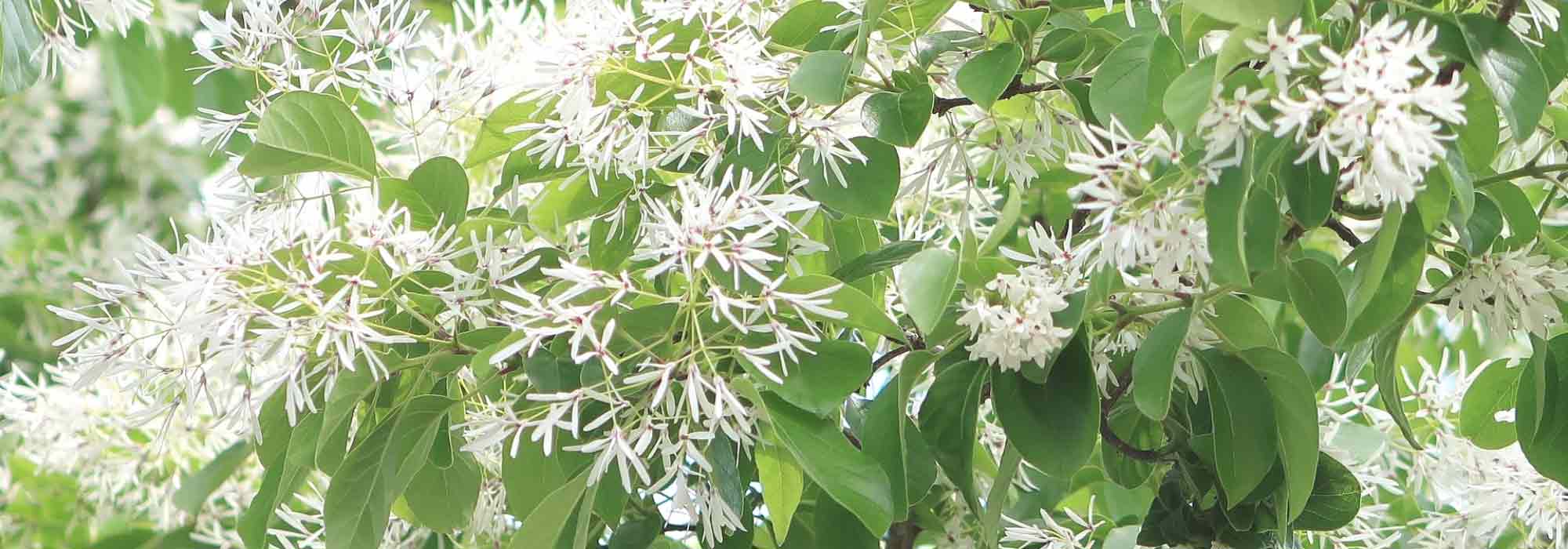Chionanthus, árbol de nieve: plantar, cultivar