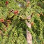 Cryptomeria, Criptomeria: plantar, podar y mantener