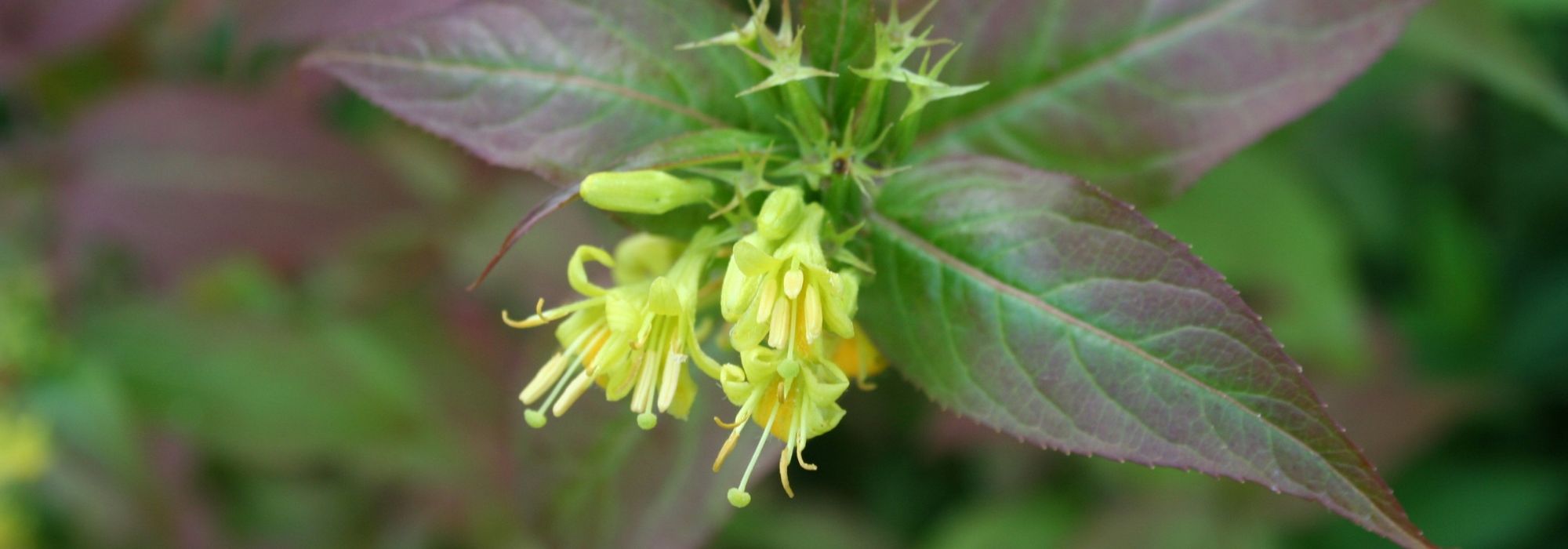 Diervilla: plantar, Podar y mantener