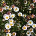 Erigeron, Margarita: plantar, cultivar