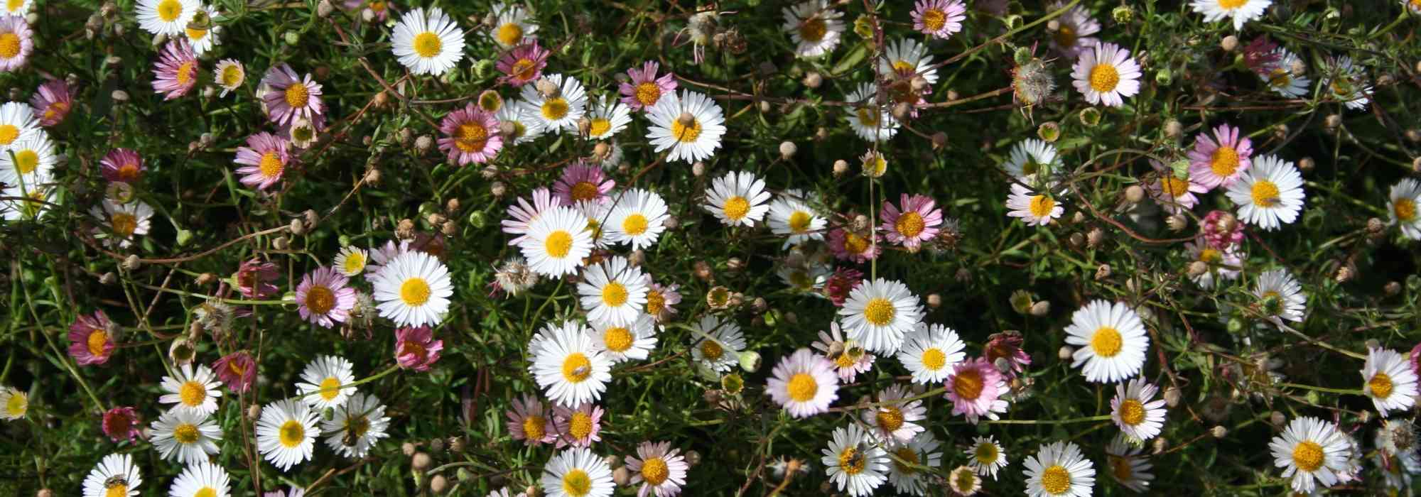 Erigeron, Margarita: plantar, cultivar
