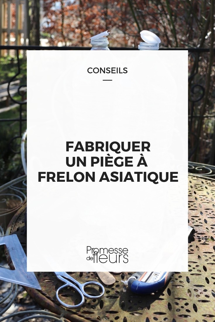 realizar trampa para avispa asiática