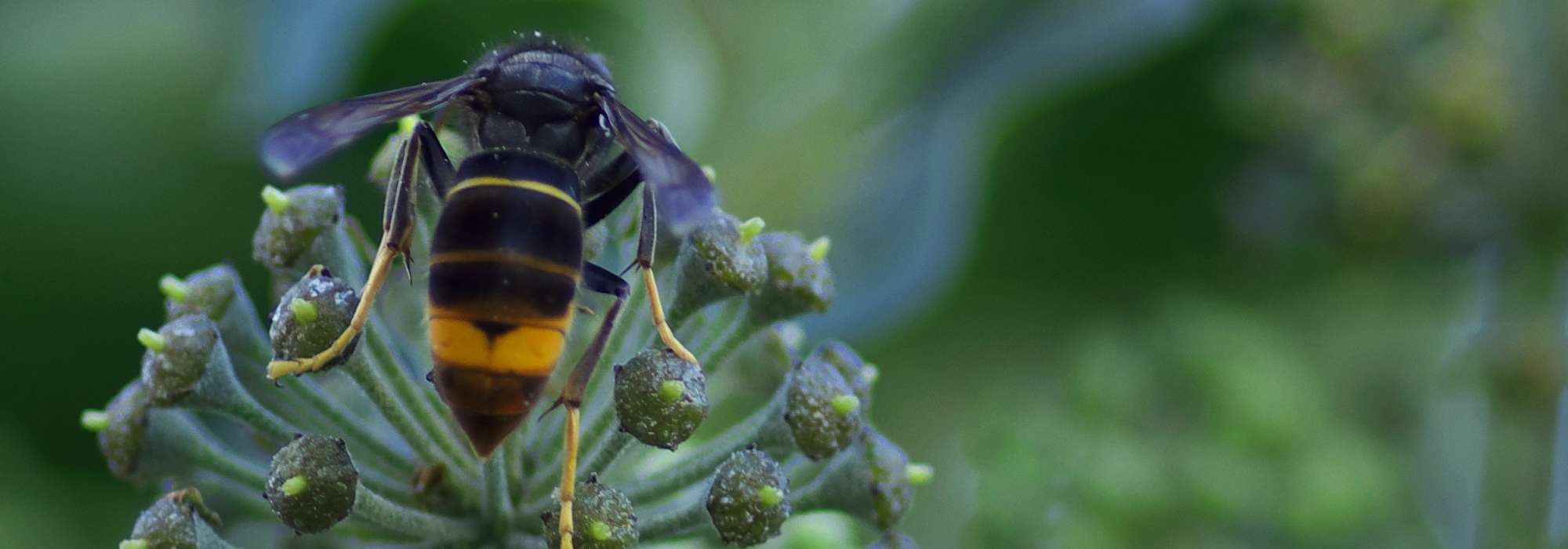 Trampa para avispón asiático: cómo fabricarla - Tutorial ilustrado